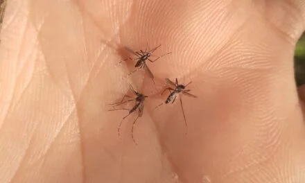 “LOS MOSQUITOS CASI ME LLEVAN A UPA»