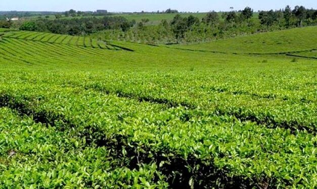 EL DÓLAR A $300 NUNCA LLEGÓ AL PRODUCTOR