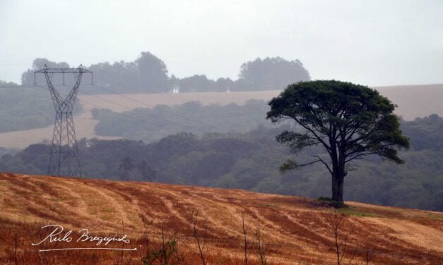 Día del Ambiente: Accionamos?