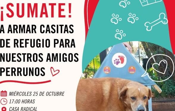 CONVIERTEN CARTELES POLÍTICOS EN REFUGIOS PARA PERROS