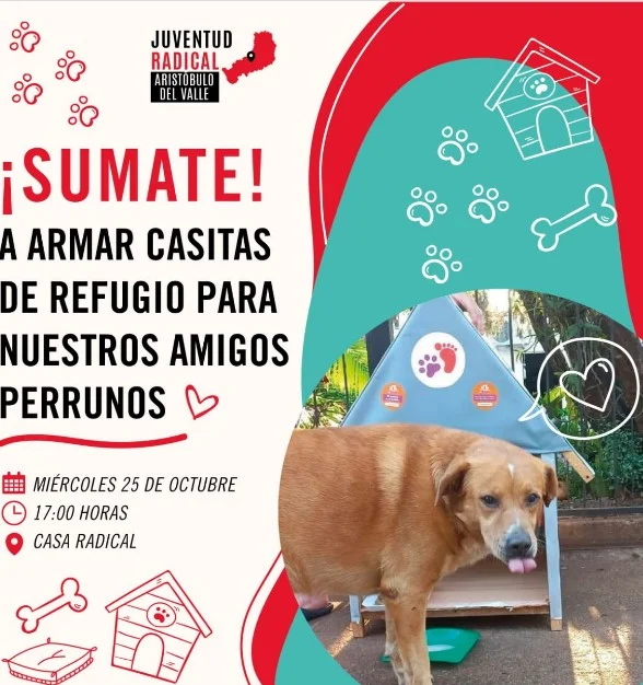 CONVIERTEN CARTELES POLÍTICOS EN REFUGIOS PARA PERROS