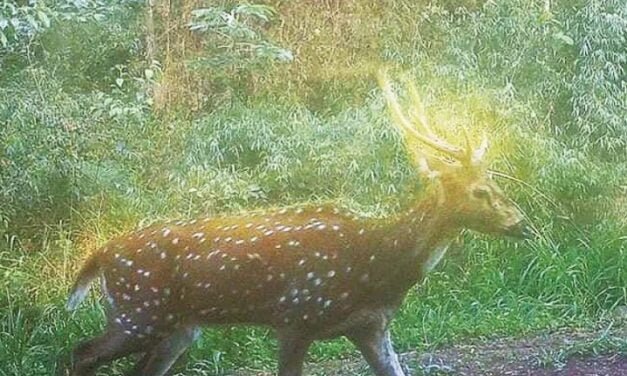 CIERVOS AXIS EN EL PARQUE SALTO ENCANTADO