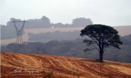 DAÑOS QUE TRAEN LAS TORMENTAS ESTÁN VINCULADOS CON LA PÉRDIDA DE SELVA Y LAS REPRESAS