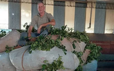 “UN PAQUETE DE YERBA DE 1 KILO QUE SE PRODUCE EN MISIONES CUESTA 7 U 8% MÁS QUE PRODUCIRLO EN CORRIENTES”