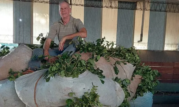 “UN PAQUETE DE YERBA DE 1 KILO QUE SE PRODUCE EN MISIONES CUESTA 7 U 8% MÁS QUE PRODUCIRLO EN CORRIENTES”