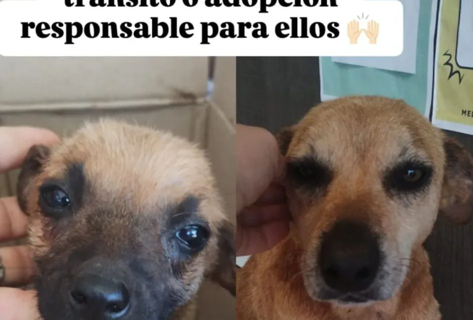 NUEVOS CASOS DE MALTRATO ANIMAL EN SALTO ENCANTADO Y ARISTÓBULO DEL VALLE