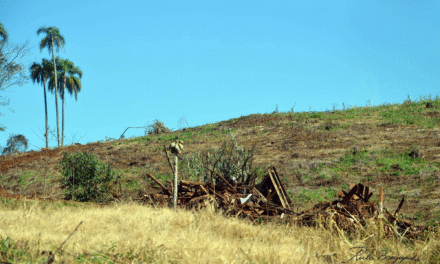 FUERTE CUESTIONAMIENTO AL GOBIERNO PROVINCIAL POR DESMONTES