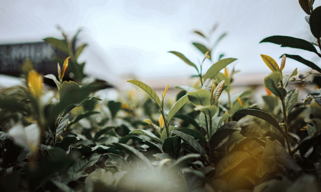 MISIONES PIDE QUE INCLUYAN EL TÉ EN EL ACUERDO COMERCIAL CON ESTADOS UNIDOS