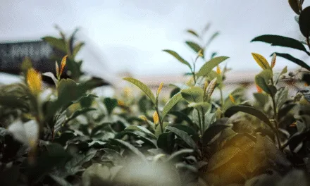 MISIONES PIDE QUE INCLUYAN EL TÉ EN EL ACUERDO COMERCIAL CON ESTADOS UNIDOS