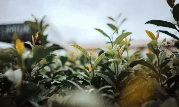 MISIONES PIDE QUE INCLUYAN EL TÉ EN EL ACUERDO COMERCIAL CON ESTADOS UNIDOS