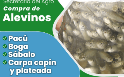 HASTA EL 6 DE ENERO INSCRIBEN PARA COMPRA DE ALEVINOS A PRODUCTORES Y VECINOS DE DOS DE MAYO