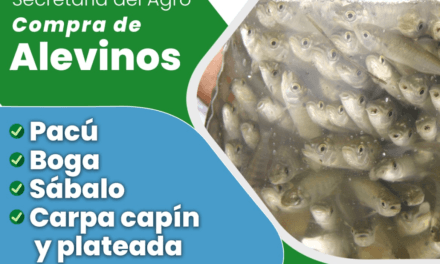 HASTA EL 6 DE ENERO INSCRIBEN PARA COMPRA DE ALEVINOS A PRODUCTORES Y VECINOS DE DOS DE MAYO