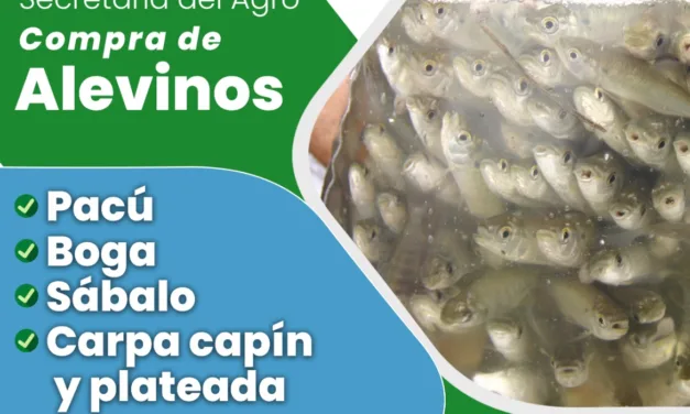 HASTA EL 6 DE ENERO INSCRIBEN PARA COMPRA DE ALEVINOS A PRODUCTORES Y VECINOS DE DOS DE MAYO