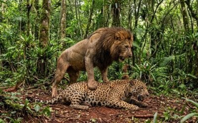 DEL «ESTADO PRESENTE» AL AJUSTE INEVITABLE: LA «MOTOSIERRA» LLEGA A LA ADMINISTRACIÓN PÚBLICA DE MISIONES