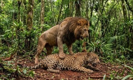 DEL «ESTADO PRESENTE» AL AJUSTE INEVITABLE: LA «MOTOSIERRA» LLEGA A LA ADMINISTRACIÓN PÚBLICA DE MISIONES