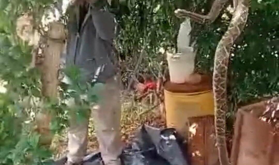 ¡NI FIRULAIS, NI MICHI! JUBILADO TENÍA A UNA CASCABEL COMO MASCOTA