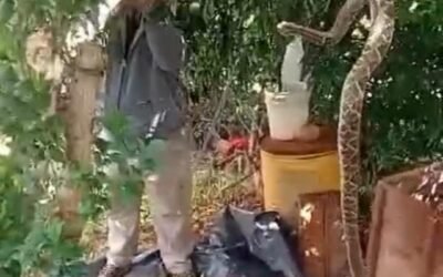 ¡NI FIRULAIS, NI MICHI! JUBILADO TENÍA A UNA CASCABEL COMO MASCOTA