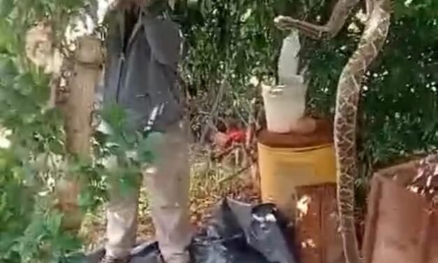 ¡NI FIRULAIS, NI MICHI! JUBILADO TENÍA A UNA CASCABEL COMO MASCOTA