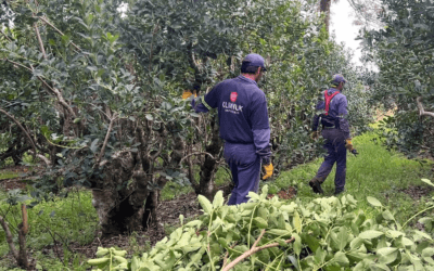 KLIMIUK INFUSIONES INICIÓ LA ZAFRA YERBATERA CON EXPECTATIVA DE MEJORAR CONDICIONES PARA EL PRODUCTOR