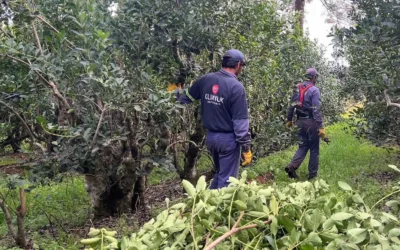 KLIMIUK INFUSIONES INICIÓ LA ZAFRA YERBATERA CON EXPECTATIVA DE MEJORAR CONDICIONES PARA EL PRODUCTOR