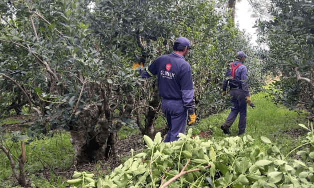 KLIMIUK INFUSIONES INICIÓ LA ZAFRA YERBATERA CON EXPECTATIVA DE MEJORAR CONDICIONES PARA EL PRODUCTOR