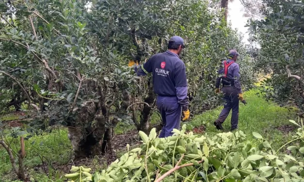 KLIMIUK INFUSIONES INICIÓ LA ZAFRA YERBATERA CON EXPECTATIVA DE MEJORAR CONDICIONES PARA EL PRODUCTOR
