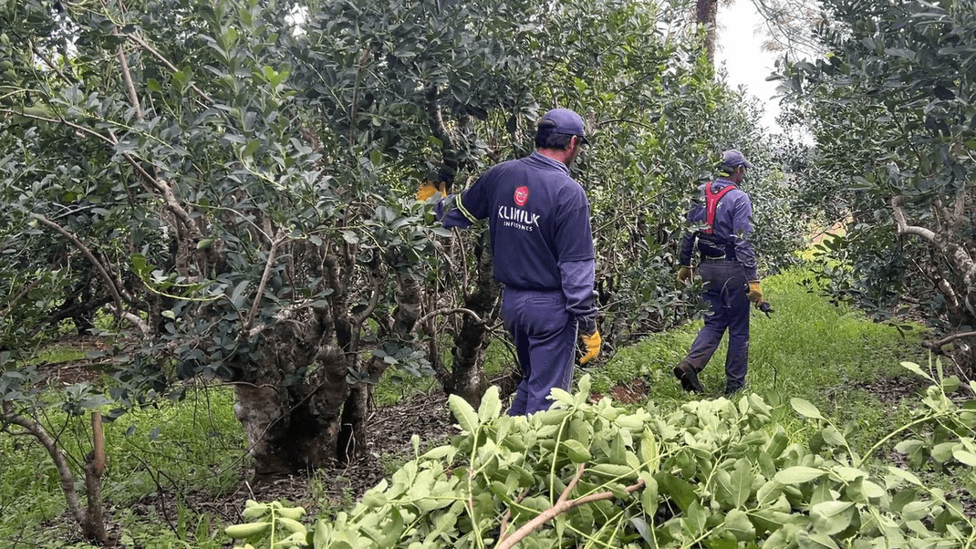 KLIMIUK INFUSIONES INICIÓ LA ZAFRA YERBATERA CON EXPECTATIVA DE MEJORAR CONDICIONES PARA EL PRODUCTOR